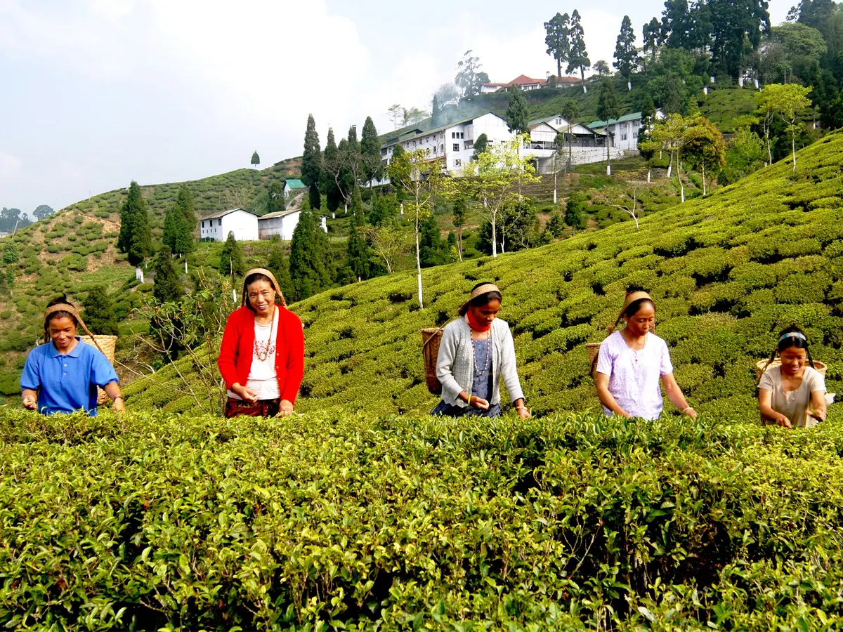 Tea garden workers plucking leaves in the Darjeeling hills